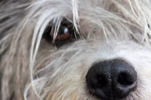ojo de perro con conjuntivitis