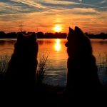 pareja de perros samoyedo al atardecer