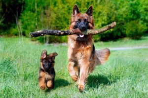 pastor alemán corriendo junto a cachorro