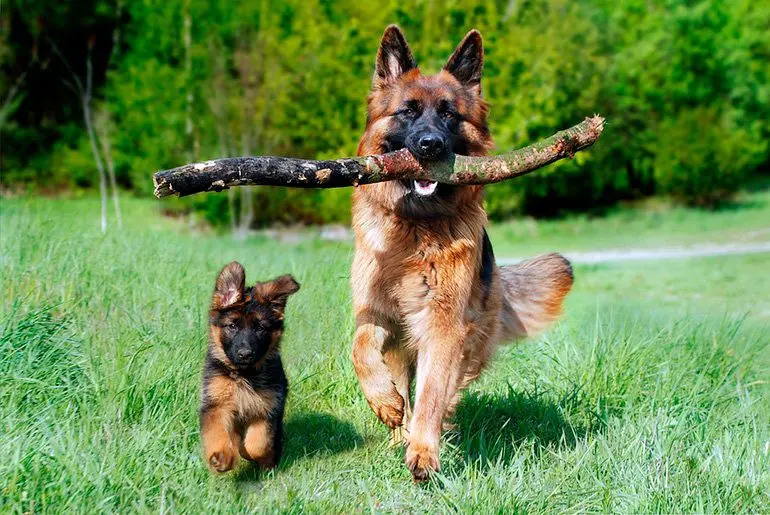 pastor alemán corriendo junto a cachorro