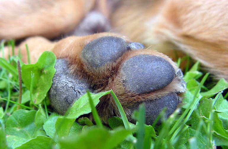 patas-de-perro-agrietadas