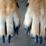 patas delanteras de un perro y sus uñas