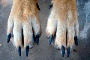 patas delanteras de un perro y sus uñas