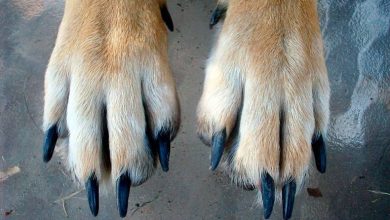 patas delanteras de un perro y sus uñas