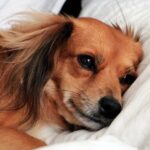 perra prenada descansa sobre una cama