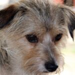 perrito enfermo