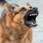 perro agresivo3