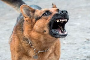 perro agresivo3