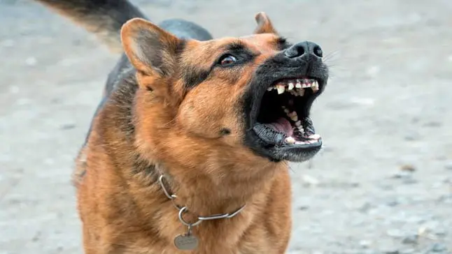 perro agresivo3