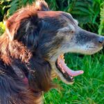 perro anciando con dolor al defecar