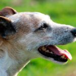 perro anciano con lupus