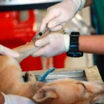 perro anestesiado en clínica veterinaria