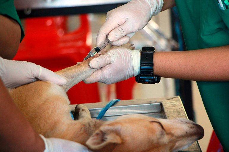 perro-anestesiado-en-clínica-veterinaria