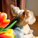 perro asomado por la ventana esperando a su dueño