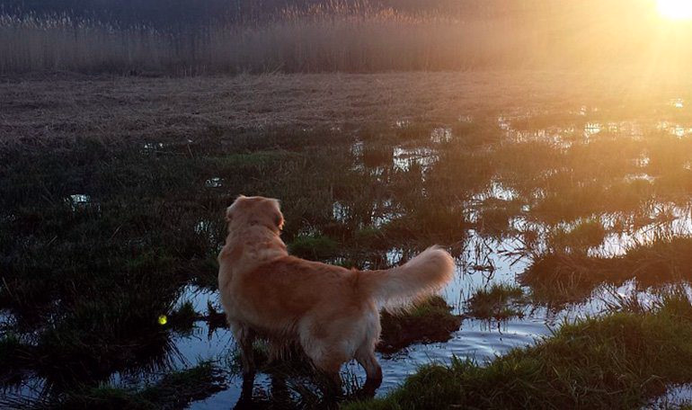 perro-caminando-en-zonas-fangosas