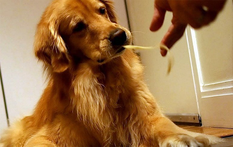 собака-еда-спагетти