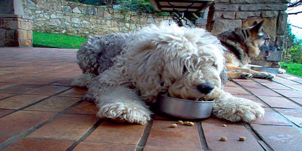 perro comiendo