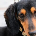 perro con dolor en el oido