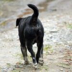 perro con extreñimiento cronico
