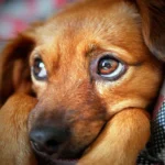perro con miedo
