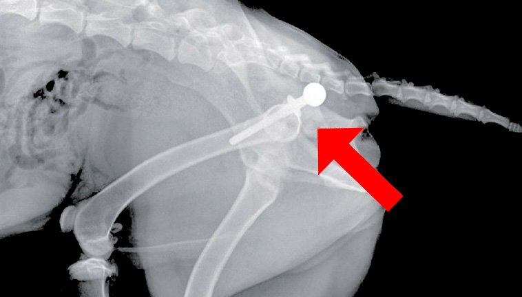 perro-con-protesis-en-cadera-radiografia