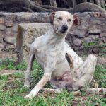 perro con pulgas rascandose por picor