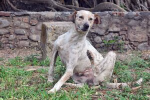 perro con pulgas rascandose por picor