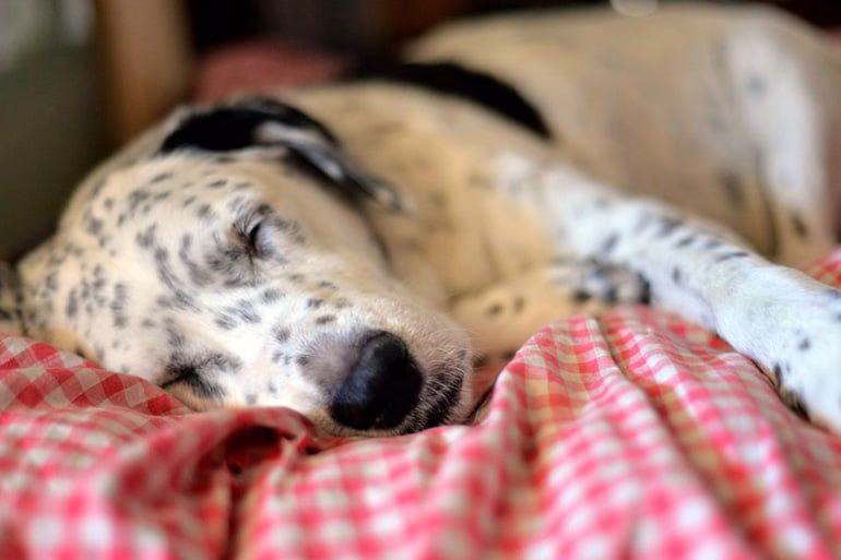 perro-con-tratamiento-para-el-moquillo-descansando