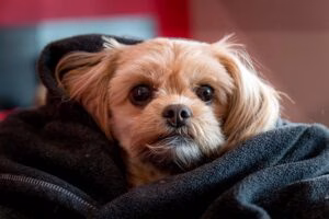 perro con úlcera estomacal