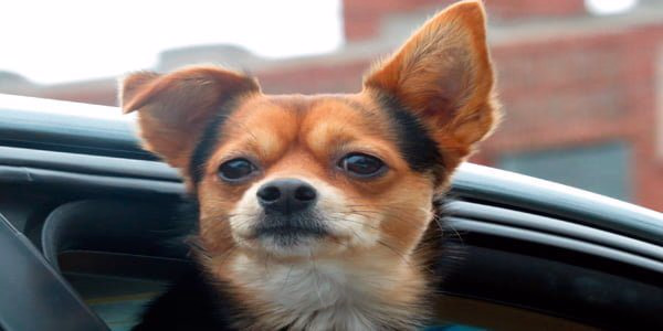 perro en coche