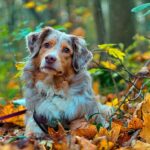 perro en el bosque 1