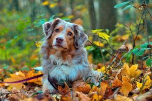 perro en el bosque 1