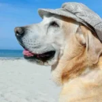 perro en la playa