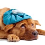 perro enfermo con bolsa de agua encima