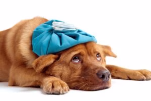 perro enfermo con bolsa de agua encima