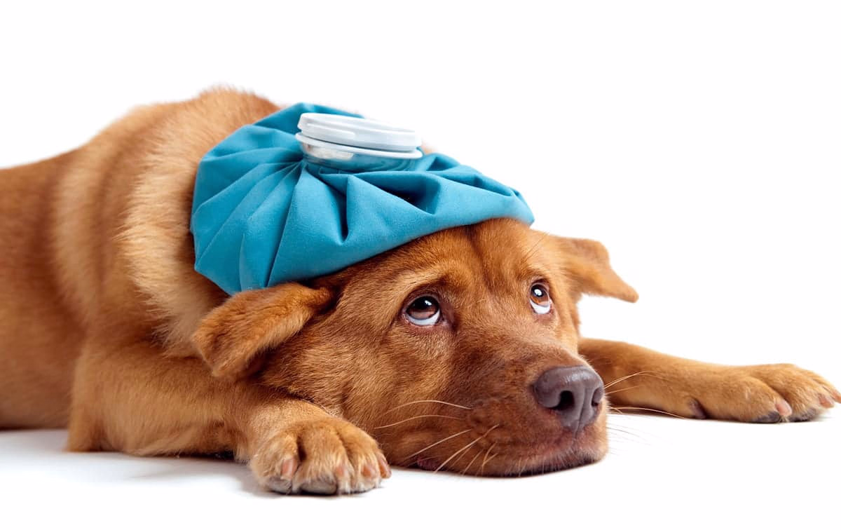 perro enfermo con bolsa de agua encima