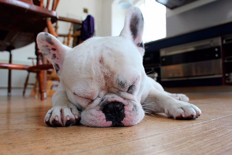 perro-enfermo-de-moquillo-recuperandose-en-casa