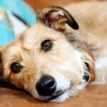 perro enfermo de parvovirus