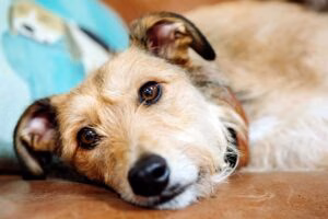 perro enfermo de parvovirus