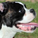 perro jadeando mucho