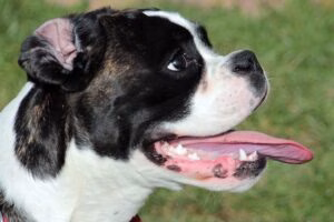 perro jadeando mucho