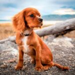 perro joven con debilidad en las patas traseras