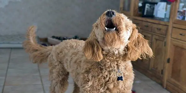 perro ladrando