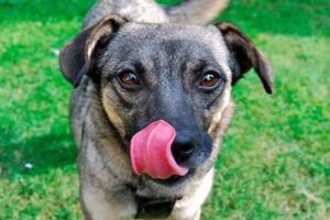 perro lamiendo