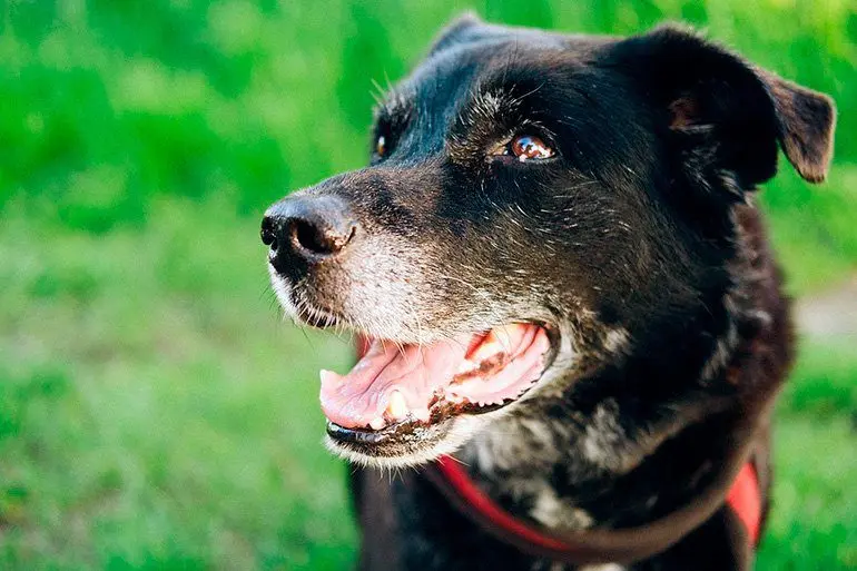 perro mayor
