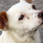 perro mestizo de tamaño medio