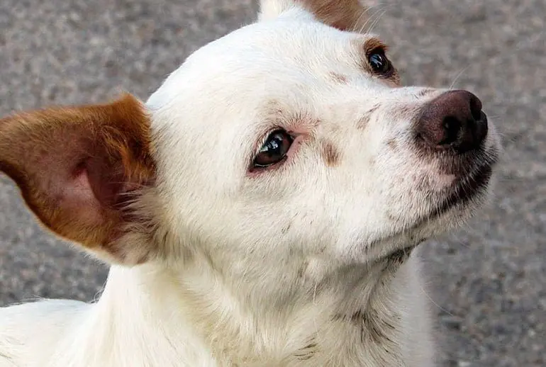 perro mestizo de tamaño medio