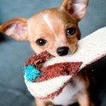 perro mordiendo zapatilla