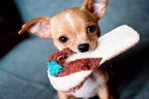 perro mordiendo zapatilla