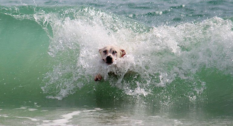perro-nadando-en-la-playa